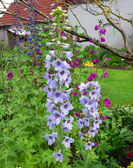 Delphinium cultorum `Georgios Mix`